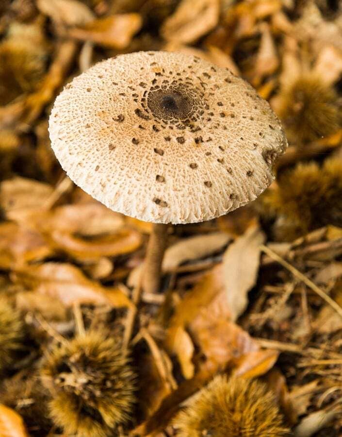 7 Incredible Places for Mushroom Hunting in Greece - Gastronomy Tours tsagarada1 - Gastronomy Tours